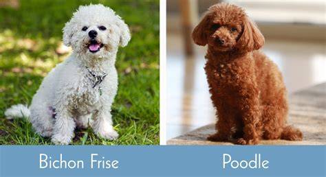 Bichon frise toy PenalbaWeb.com