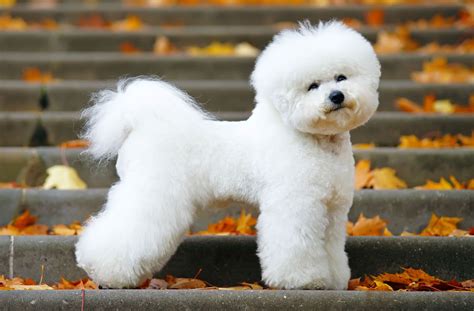 Bichon frise PenalbaWeb.com