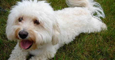 Bichon habanero PenalbaWeb.com