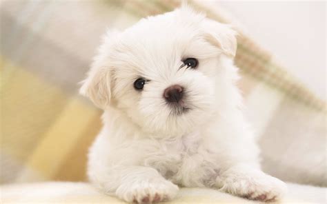 Bichon maltes cachorro PenalbaWeb.com