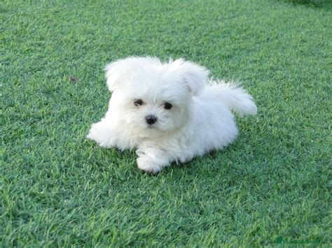 Bichon maltes madrid PenalbaWeb.com