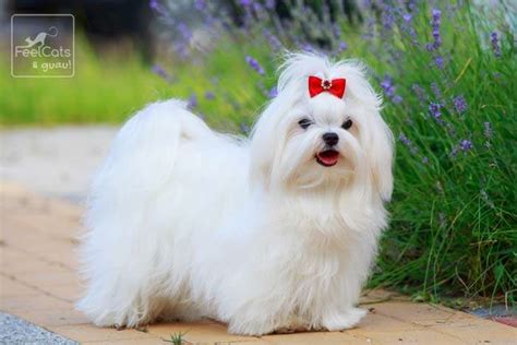 Bichon maltes mini PenalbaWeb.com