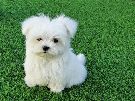 Bichon maltes toy PenalbaWeb.com