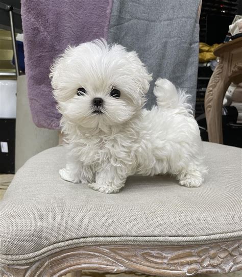 Bichon mini PenalbaWeb.com