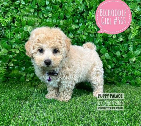Bichon x PenalbaWeb.com