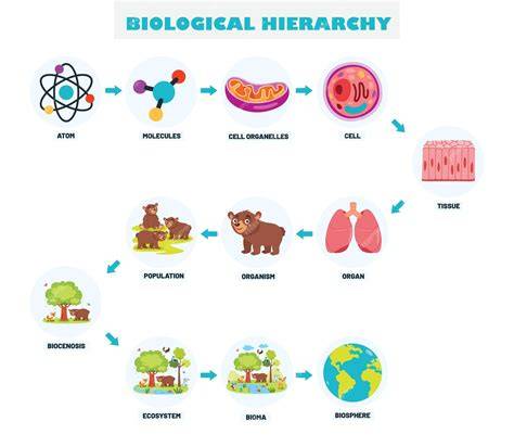 Biological PenalbaWeb.com