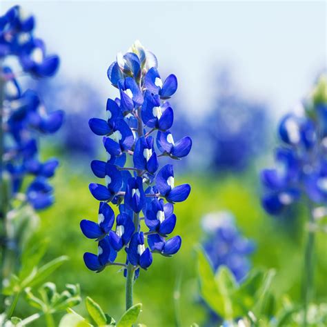 Bluebonnet PenalbaWeb.com