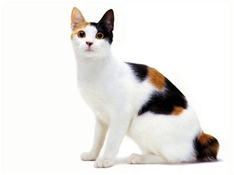 Bobtail japones PenalbaWeb.com