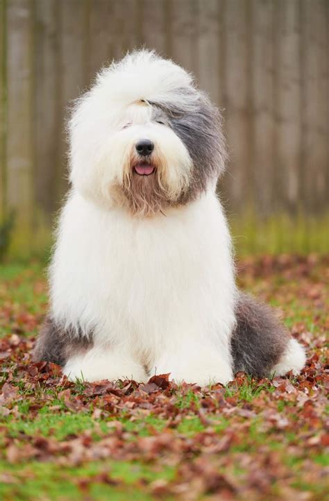 Bobtail PenalbaWeb.com