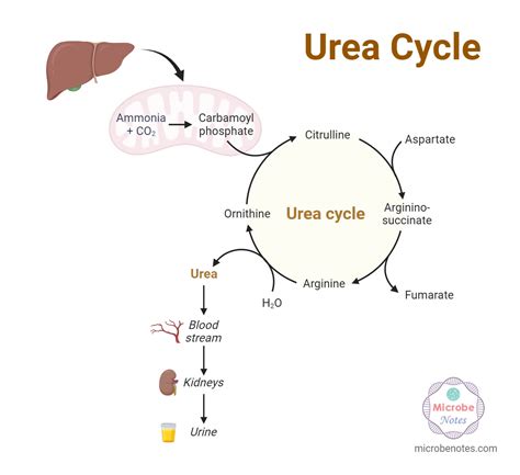 Body urea PenalbaWeb.com