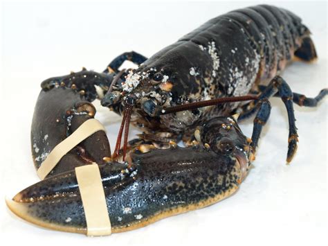 Bogavante PenalbaWeb.com
