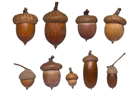 Bolota PenalbaWeb.com