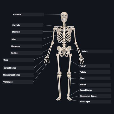 Bones PenalbaWeb.com
