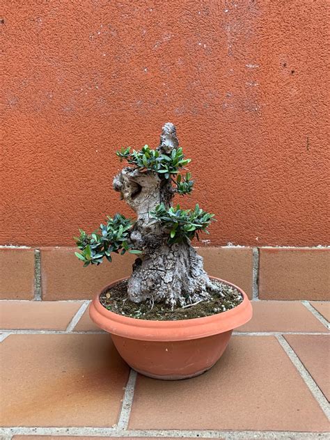 Bonsai acebuche PenalbaWeb.com