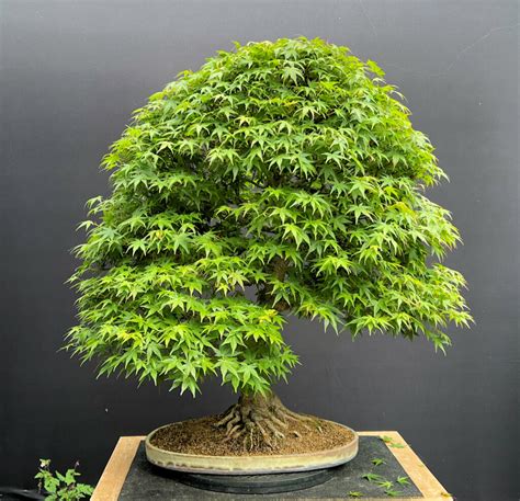 Bonsai acer PenalbaWeb.com