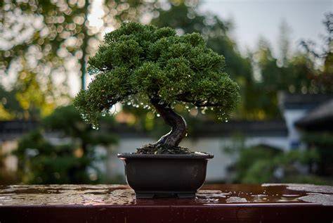 Bonsai arbol PenalbaWeb.com