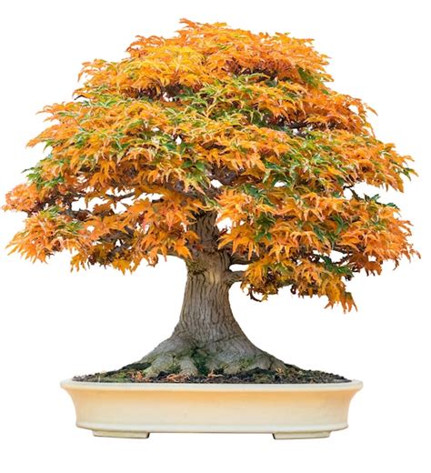 Bonsai arce tridente PenalbaWeb.com