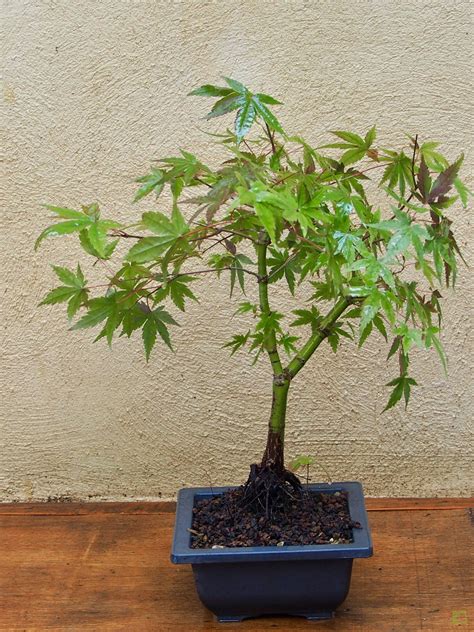Bonsai arce PenalbaWeb.com