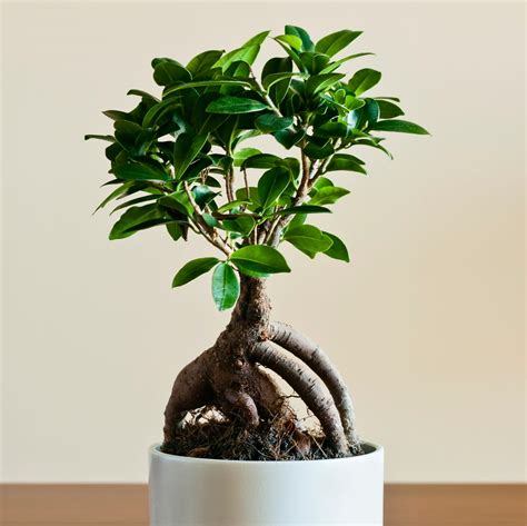 Bonsai ficus ginseng PenalbaWeb.com