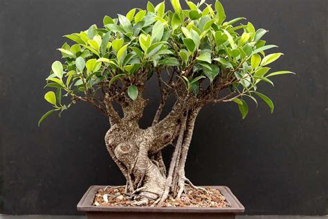 Bonsai ficus retusa PenalbaWeb.com