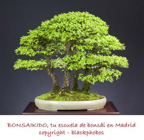 Bonsai olmo PenalbaWeb.com