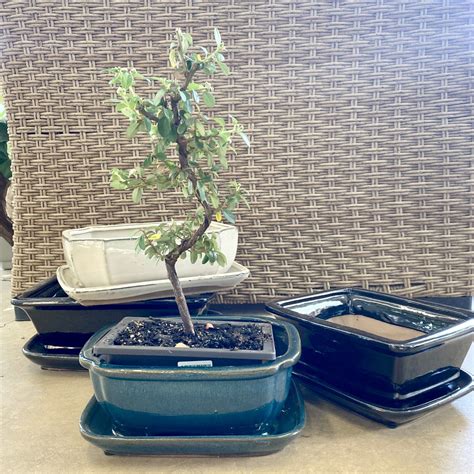 Bonsai pot PenalbaWeb.com