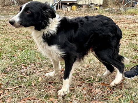 Border collie female PenalbaWeb.com