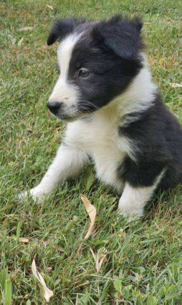 Border collie regalo PenalbaWeb.com