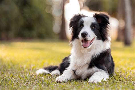 Border collie PenalbaWeb.com