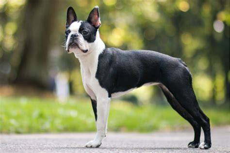 Boston pedigree PenalbaWeb.com