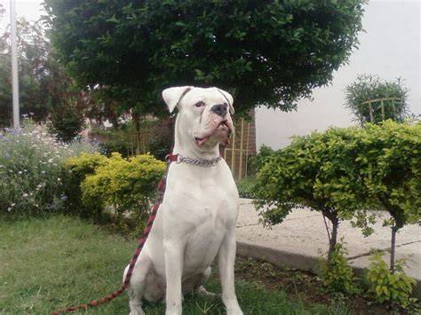 Boxer blanco PenalbaWeb.com