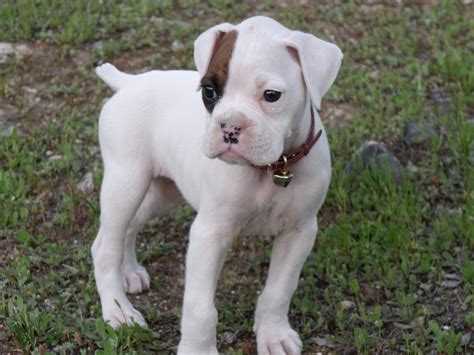 Boxer cachorro blanco PenalbaWeb.com
