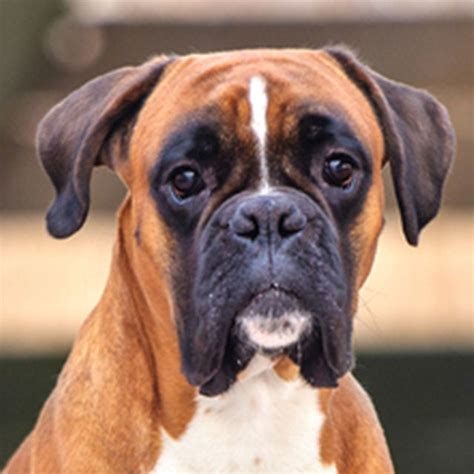 Boxer cachorro PenalbaWeb.com