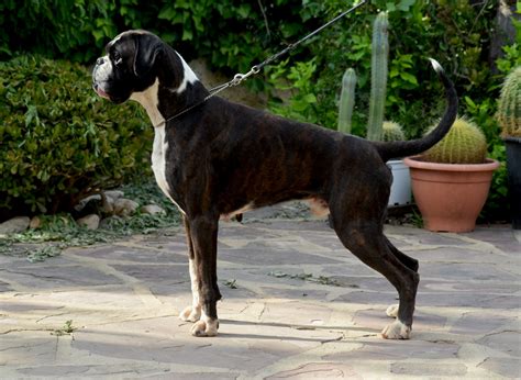 Boxer granada PenalbaWeb.com