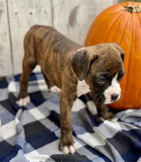 Boxer regalo PenalbaWeb.com
