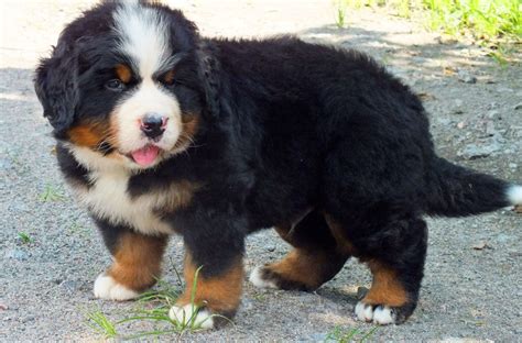 Boyero berna PenalbaWeb.com