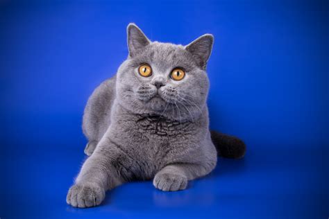 British blue cats PenalbaWeb.com