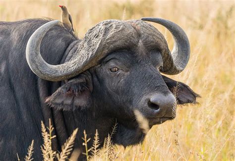 Buffalo PenalbaWeb.com