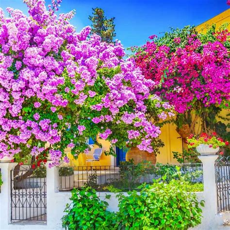 Buganvilla PenalbaWeb.com