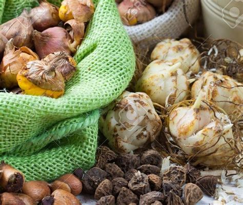 Bulbos y semillas PenalbaWeb.com