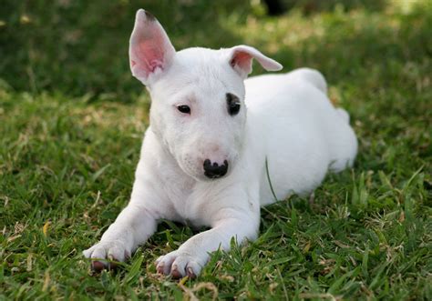 Bull terrier mini PenalbaWeb.com
