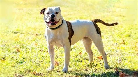 Bulldog americano cachorros PenalbaWeb.com