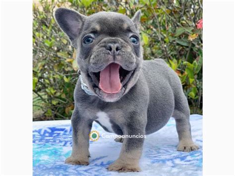 Bulldog barcelona regalo PenalbaWeb.com