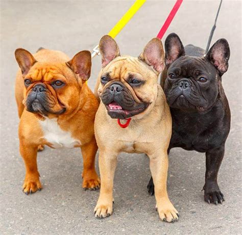 Bulldog frances adultos PenalbaWeb.com