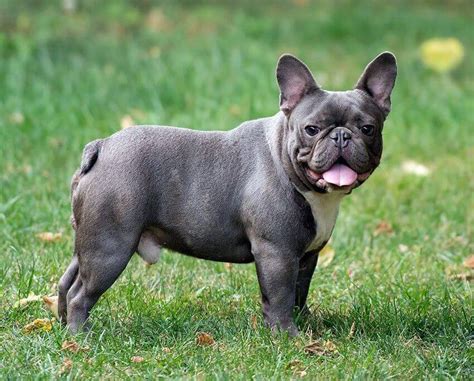 Bulldog frances azul PenalbaWeb.com