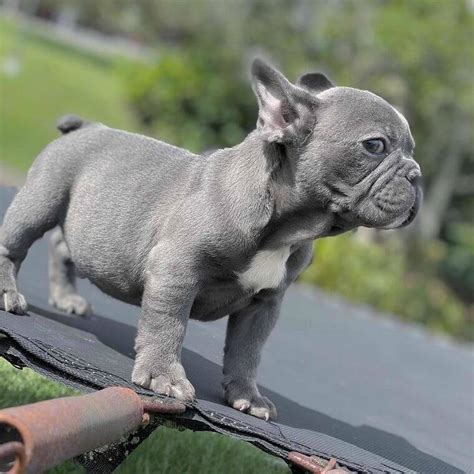 Bulldog frances blue PenalbaWeb.com
