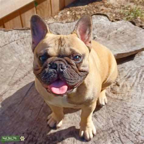 Bulldog frances fawn PenalbaWeb.com