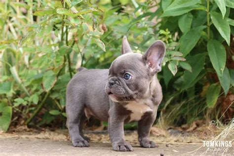 Bulldog frances mini PenalbaWeb.com