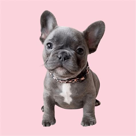 Bulldog frances muda PenalbaWeb.com
