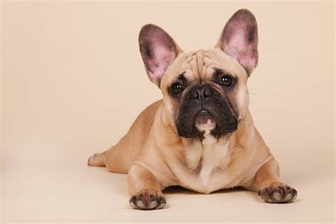 Bulldog frances PenalbaWeb.com